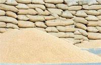 بحران قاچاق گندم و «نابودی معیشت» در ایران