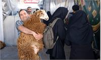 راه‌اندازی ۷ جایگاه عرضه دام زنده در تهران به مناسبت عید قربان