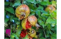 ادعای درمان سرطان با هسته انار!