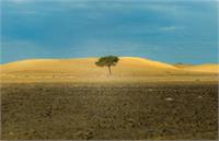 سماجت صحرایی و سادومازوخیسم اجتماعی