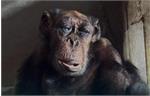 «پرویز» شامپانزه ۷۰ ساله باغ‌وحش ارم درگذشت