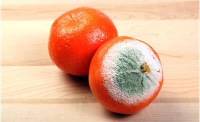 تئوری پرتقال کپک‌زده؛ وقتی یک لکه کوچک، همه چیز را آلوده می‌کند