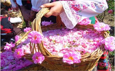 جشنواره گلاب‌گیری در تهران