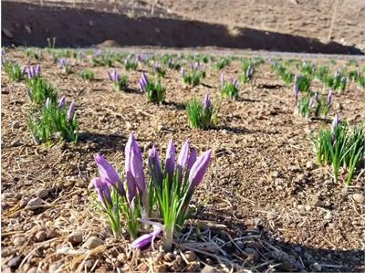 افزایش ۱۰درصدی سطح زیر کشت زعفران در شهرستان تفت