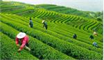 مصوبه جدید قیمت چای اعلام شد / تعیین قیمت به تشکل‌ها واگذار شد