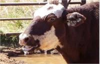 ​هشدار فوری به دامداران: سویه نوظهور تب برفکی در راه است