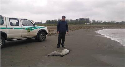 ماجرای کشف لاشه‌های متعدد فوک در سواحل خزر