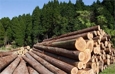 چوب روسی از چه درختی است؟