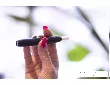تنباکوی گرم‌شونده بی‌خطر نیست؛ مطالعه تازه آی‌کاس چه می‌گوید؟