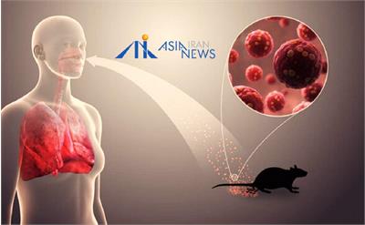 انتقال انسانی ویروس هانتا تأیید شد / ابتلای مهماندار KLM در هلند