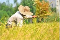 چرا دولت برنامه ای برای خرید برنج کشاورزان زحمت کش ندارد؟