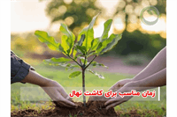 چه زمانی نهال بکاریم؟ بهترین فصل کاشت انواع درختان