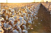 ایجاد رقابت سالم در راستای ارتقای کیفیت پنبه ایرانی