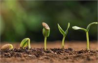 هشدار درباره بذرهای تقلبی در بازار