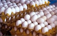 علت گرانی تخم مرغ؛ هشدار فدراسیون طیور درباره حذف گله‌های مرغی