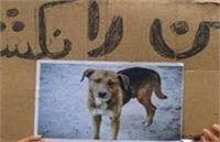 با «حیوان آزارها» و نابودگران طبیعت چگونه برخورد شود؟