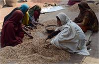 «چلغوز» چیست؟