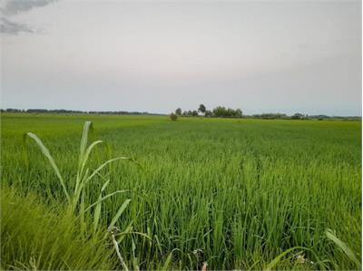 برنج به قیمت رنج؛ صدای خاموش کشاورزان روستای گیلده در گیلان